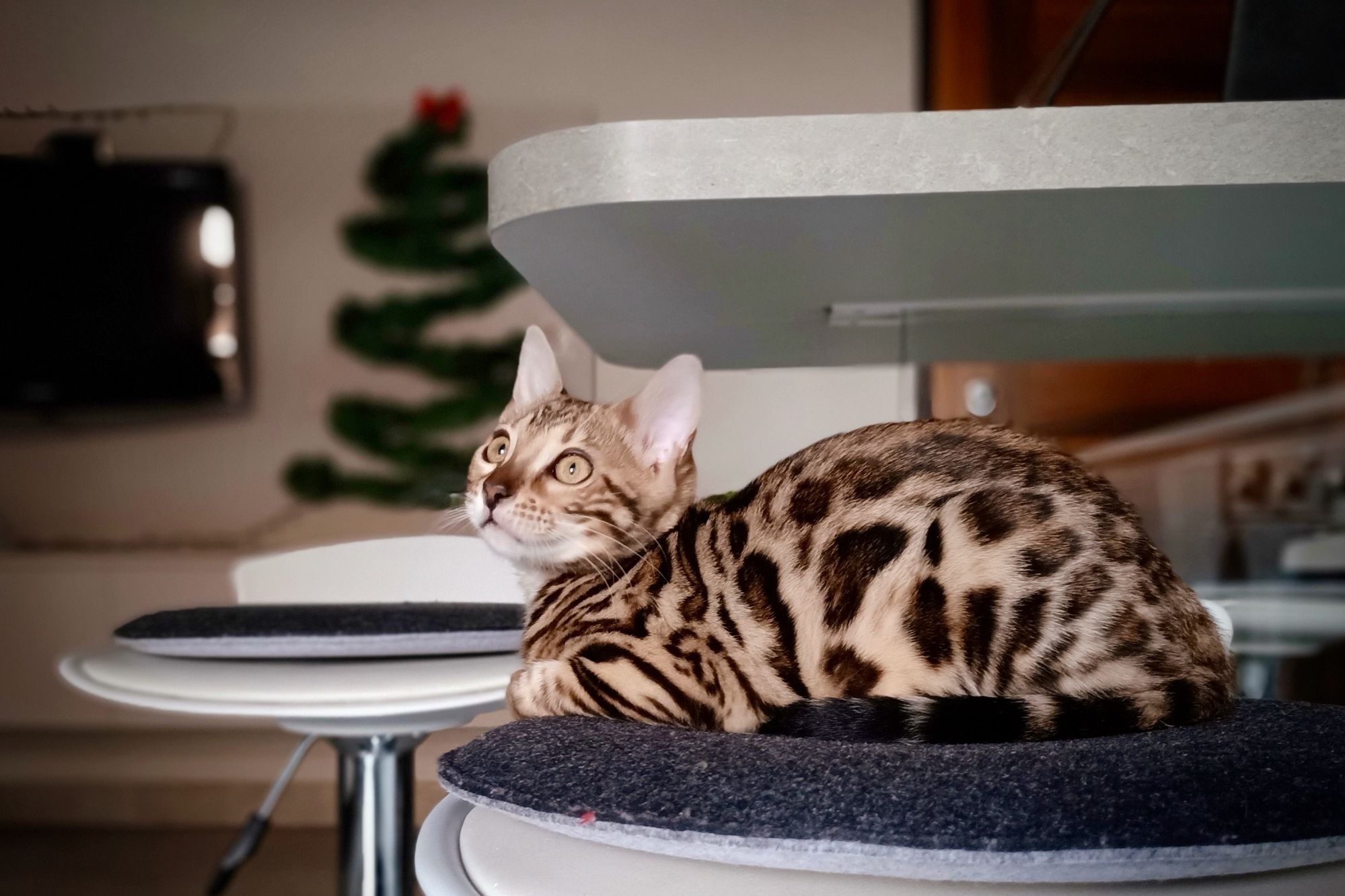 Una casa natalizia pet friendly