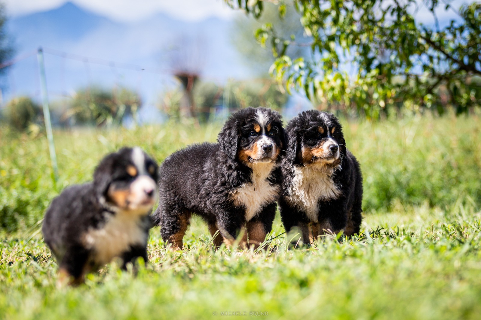 Pedigree sì o pedigree no: questo è il dilemma!