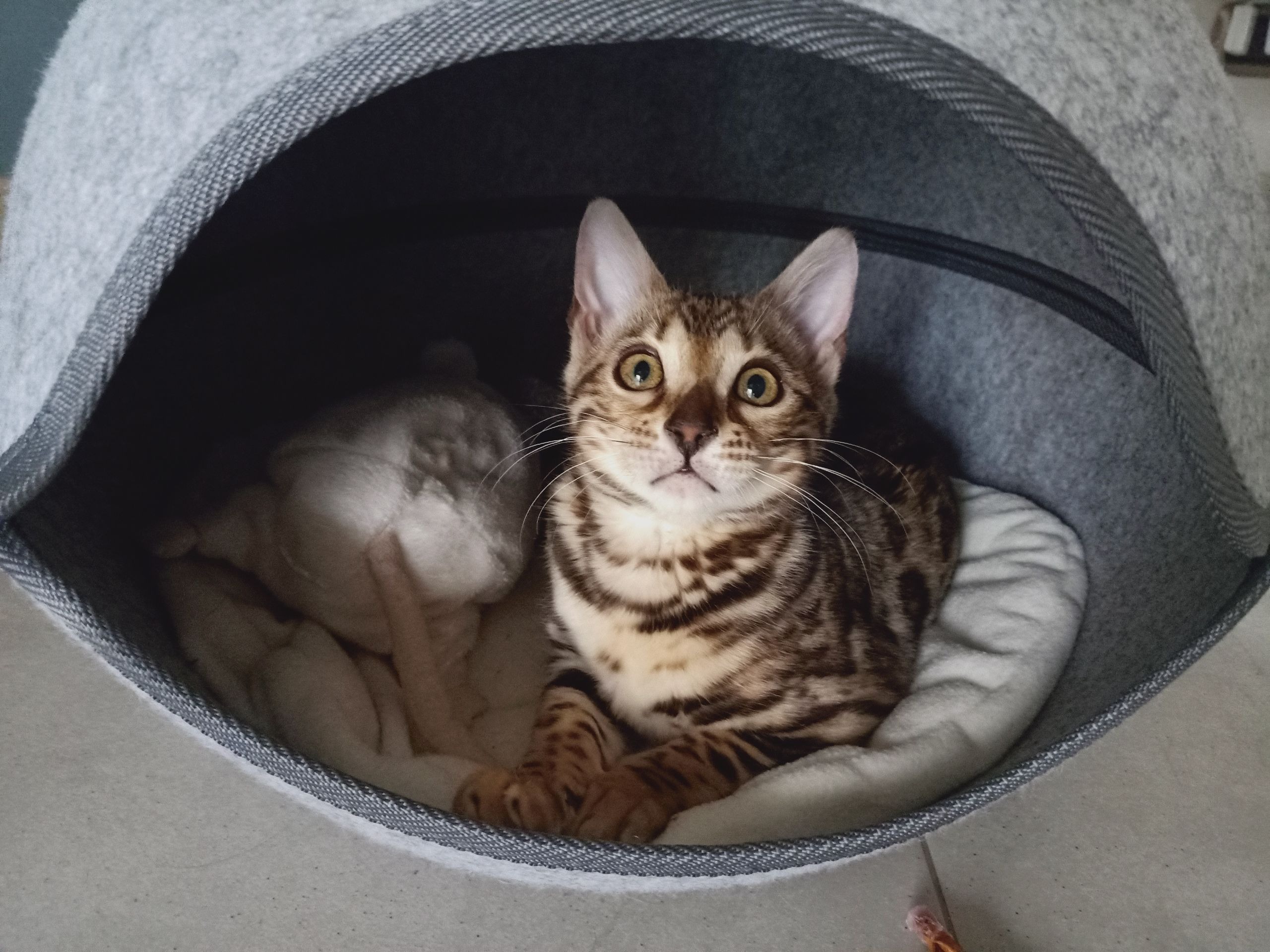 Un nuovo gattino in famiglia