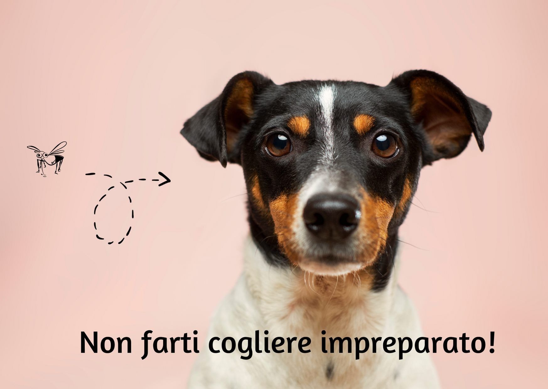 Gli antiparassitari esterni nel cane